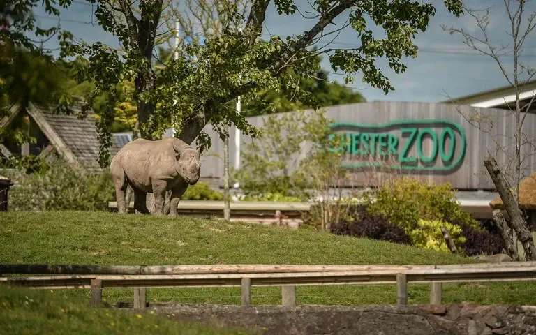 A rhinoceros stands in a grassy enclosure with a "chester zoo" sign in the background on a sunny day.